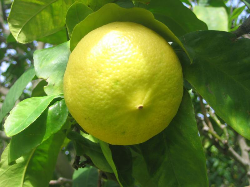 bergamot orange 